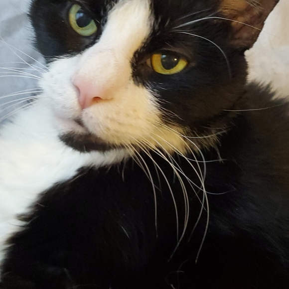 Meet your Posher, Saidi - Picture 1 of 1